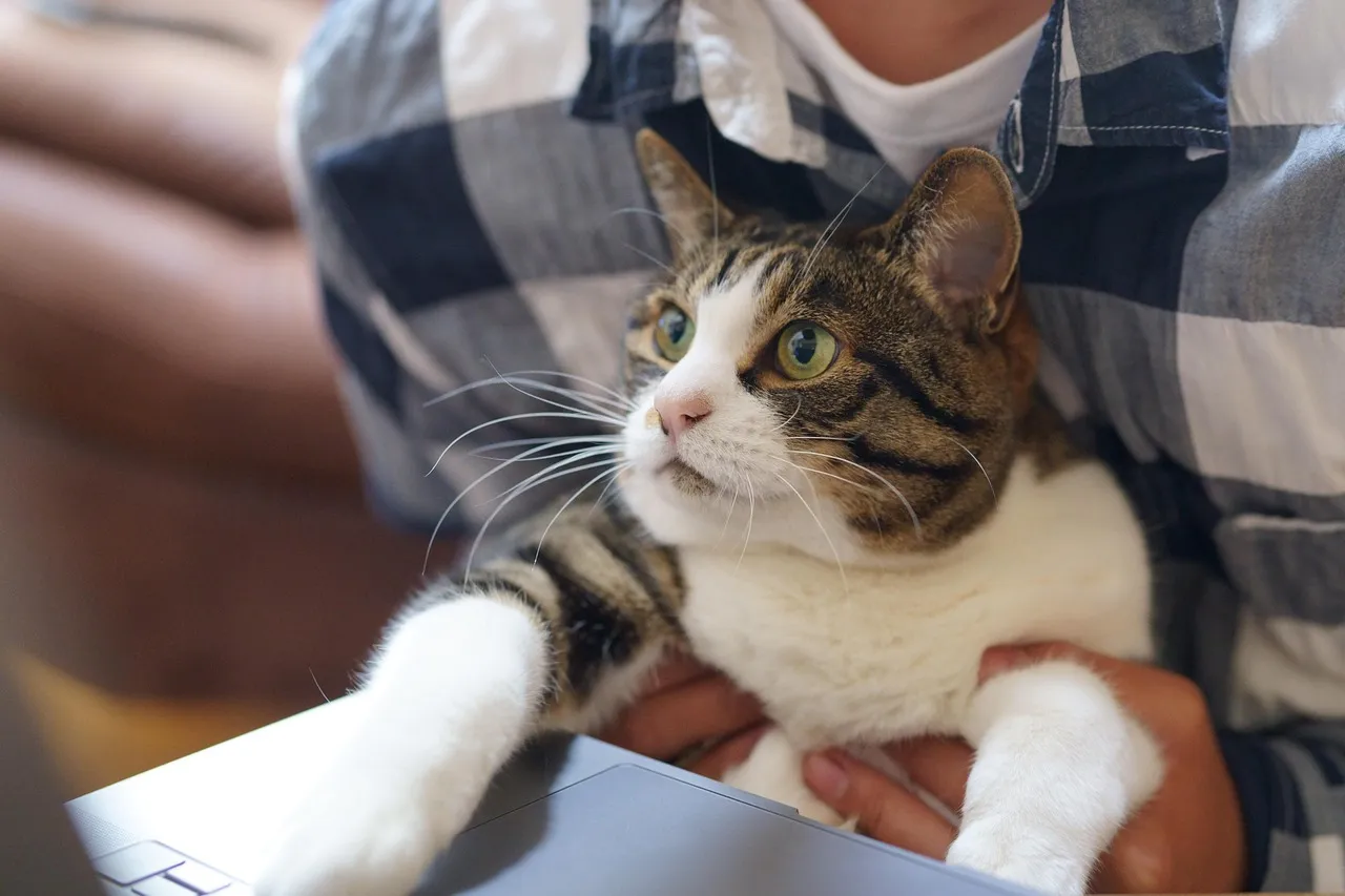cat, work, technology, pet