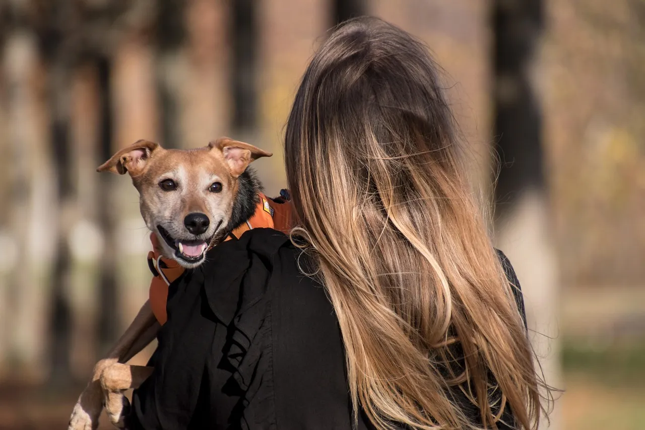 Stock photo related to dog, pet, pet owner, animal for the topic of business owner employees restaurant